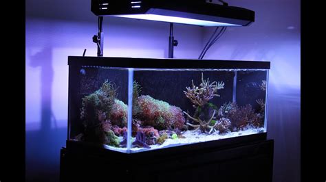 20 gallon long reef tank